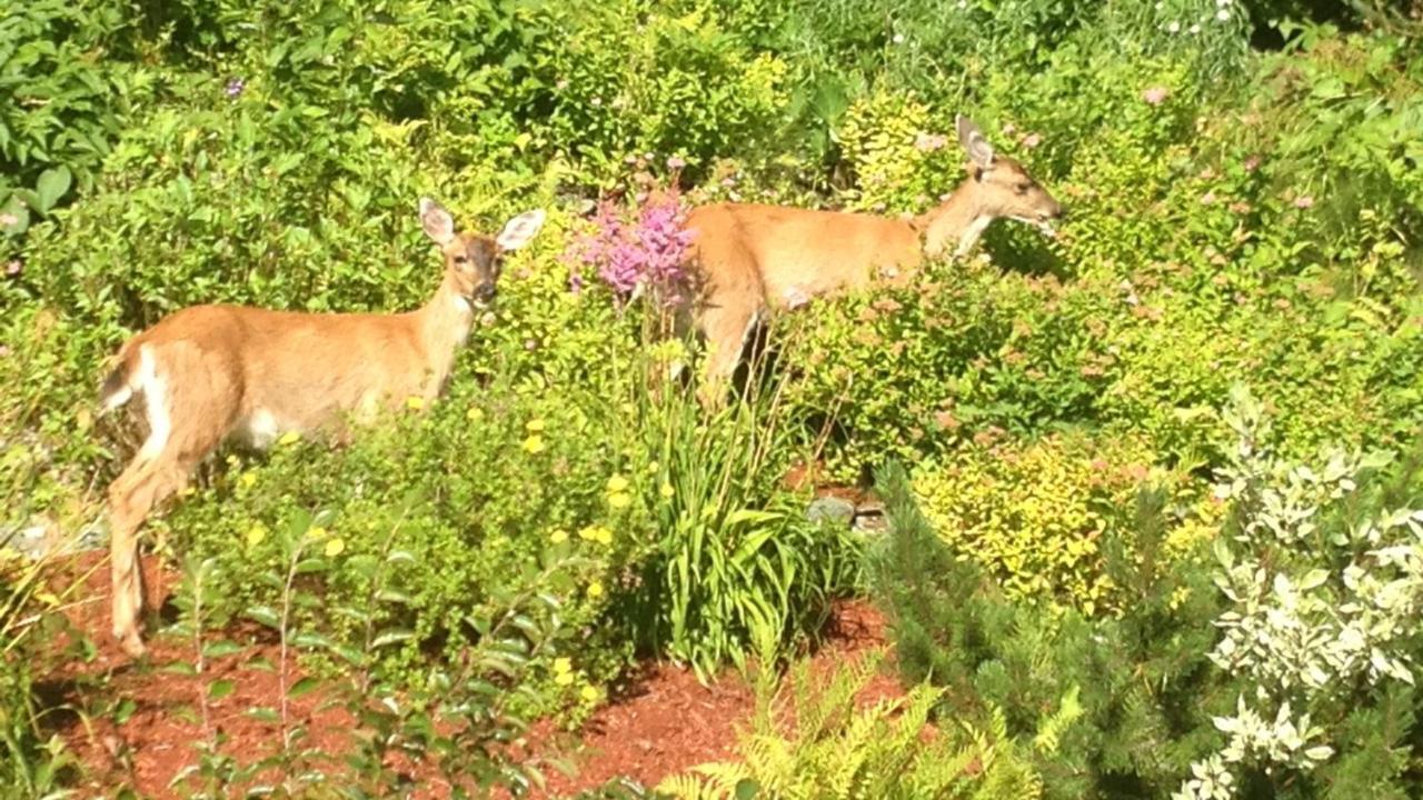 Kelli Creek Cottage - Reduced Price On Tours Juneau Luaran gambar