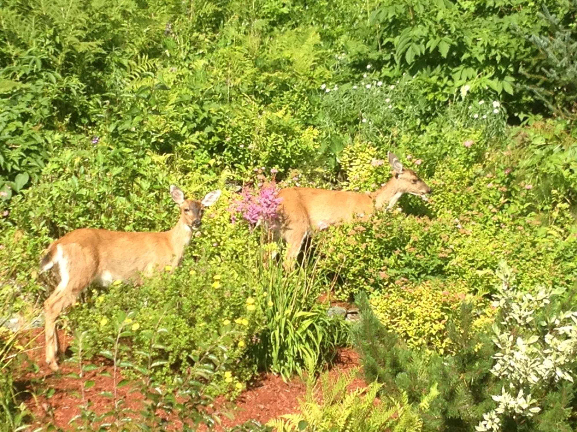 Kelli Creek Cottage - Reduced Price On Tours Juneau Luaran gambar